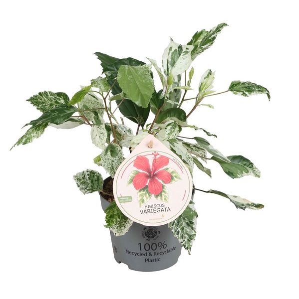 hawaiirose - HIBISCUS-HYBRID 'VARIEGATA' - 164595