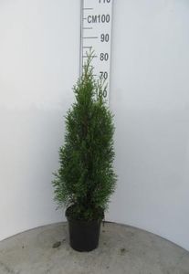 Hovedbilde THUJA OCC. SMARAGD C4 60/80 - 163891