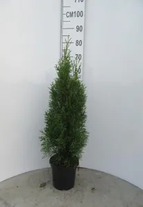Hovedbilde THUJA OCC. SMARAGD C4 60/80 - 163891