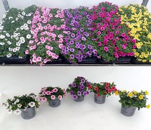 Hovedbilde Millionbells - Calibrachoa Carillon mix cc  - ...
