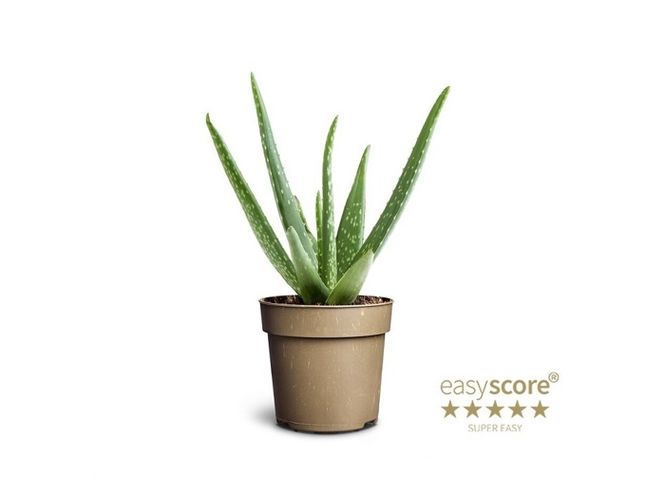Hovedbilde Aloe vera P11