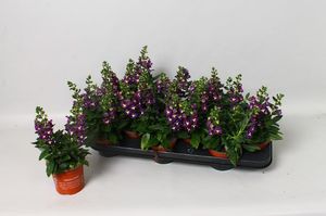 Hovedbilde Angelonia Angelmist Purple  - 163892