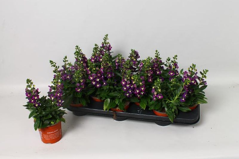 Angelonia Angelmist Purple  - 163892