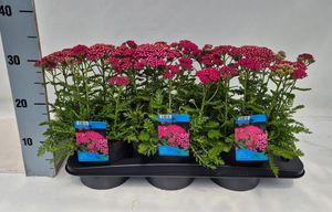 Hovedbilde Ryllik - Achillea millefolium Milly Rock  - ...