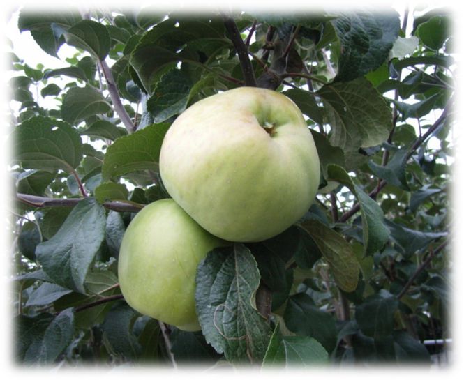 Hovedbilde Malus domestica 'Filippa' E Antonovka 3gr.+topp ...