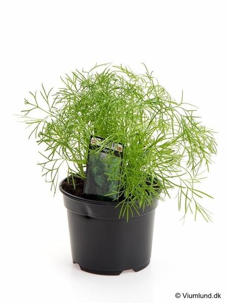 Dill - ANETHUM GRAVEOLENS/DILD  - 162701