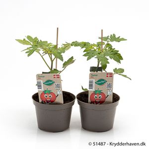 Hovedbilde Tomat - LYCOPERSICON LYCOP./TOMAT 'ELIN' - 161649