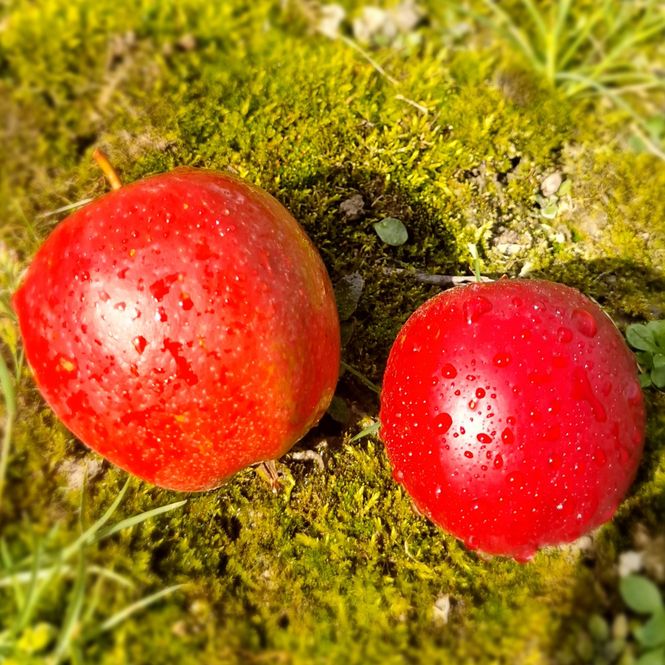 Hovedbilde MALUS DOMESTICA 'KATJA BALSGÅRD'