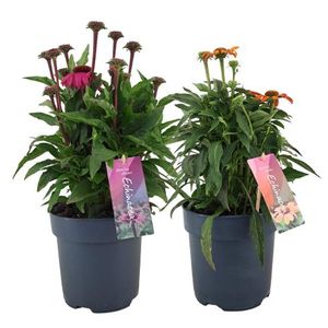 Hovedbilde Solhatt - Echinacea purpurea mix cc  - 164360