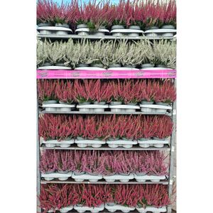 Hovedbilde Calluna vulgaris Garden Girls Quattro Mix