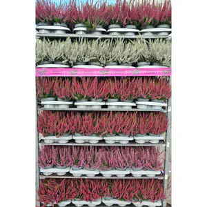 Hovedbilde Calluna vulgaris Garden Girls Quattro Mix