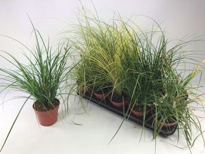 Hovedbilde Prydgress - Carex mix  - 163892