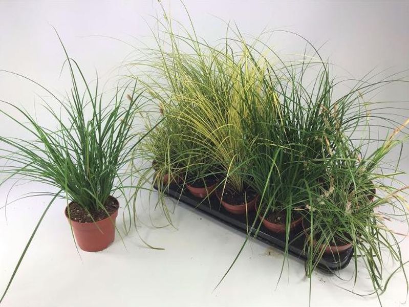 Prydgress - Carex mix  - 163892