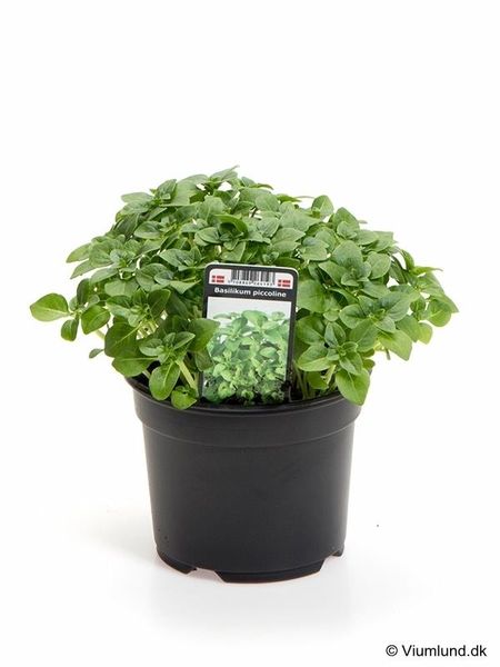 Basilikum - OCIMUM BASILICUM/BASILIKUM. 'PICCOLINE' - 162701