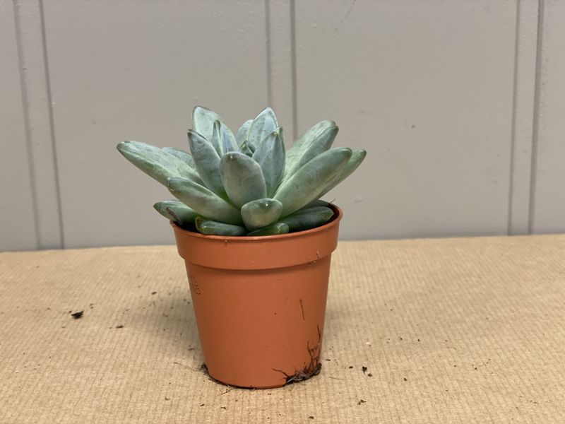 Echeveria - Rosetturt
