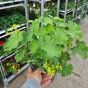Hovedbilde Stormarik&aring;pe - Alchemilla mollis BE - 163893