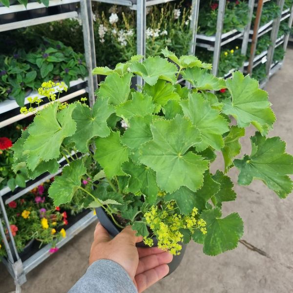 Stormarikåpe - Alchemilla mollis BE - 163893