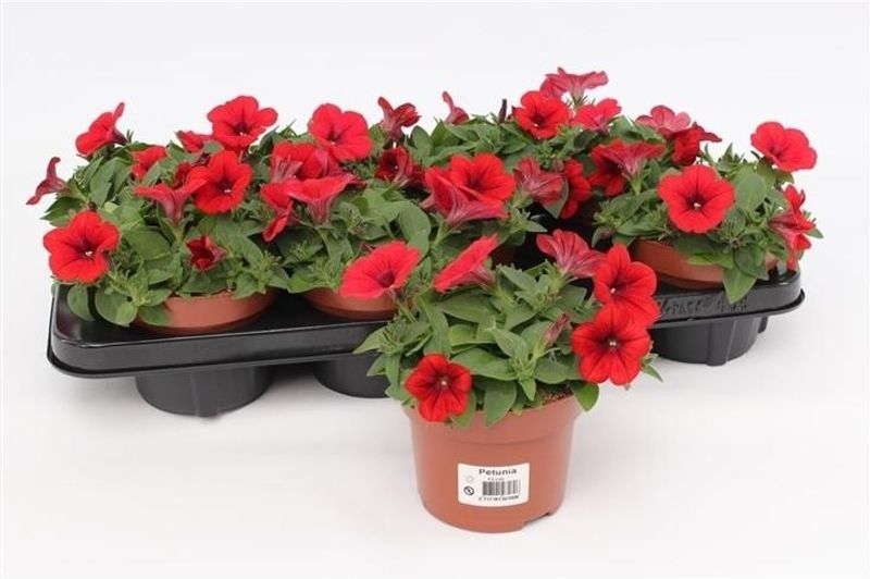 Petunia - Petunia Famous Red  - 164360