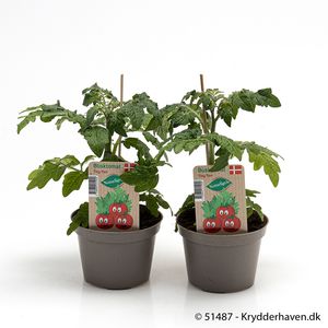 Hovedbilde tomat - LYCOPERSICON LYCOP./TOMAT  - 161649