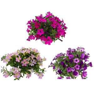 Hovedbilde Petunia hybriden Itsy Mix - 162708