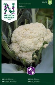 Hovedbilde K&aring;l, Blom-, Erfurt