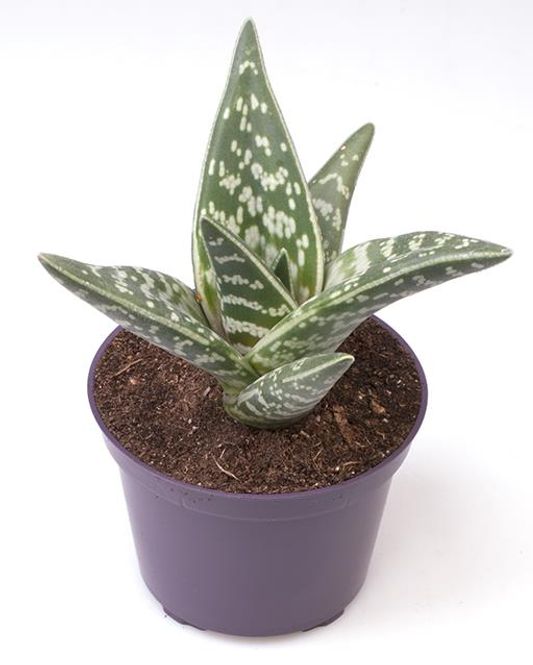 Hovedbilde Alovera - ALOE VARIEGATA  - 1172588