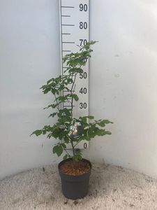 Hovedbilde B&oslash;k - FAGUS SYLVATICA  - 163882