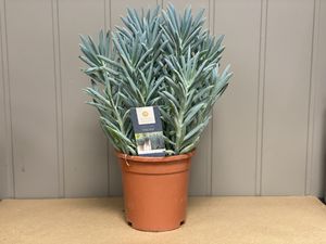 Hovedbilde curio tallinoides