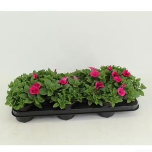 Hovedbilde Petunia Potunia Piccola Hot Pink  - 162097