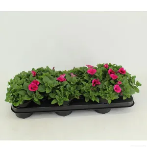 Hovedbilde Petunia Potunia Piccola Hot Pink  - 162097