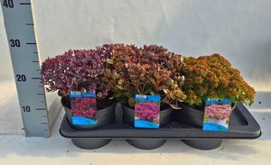 Hovedbilde H&oslash;stbergknapp - Sedum mix  - 165583
