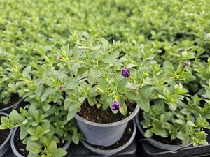 Hovedbilde Millionbells - CALIBRACHOA MILLION BELLS Deep ...
