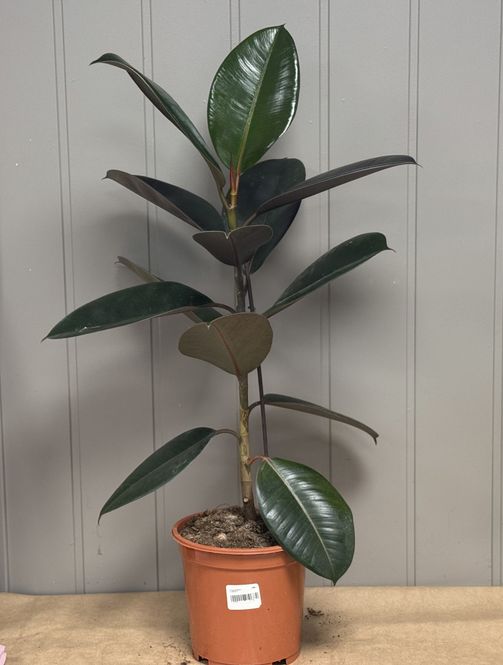 Hovedbilde Ficus elastica - 152839-3