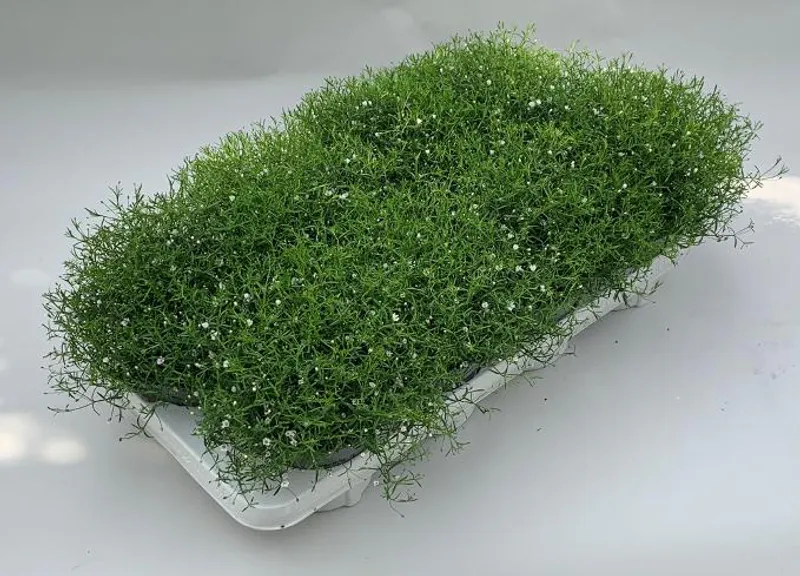 Spansk margeritt - Gypsophila muralis Gypsy White  - 162709