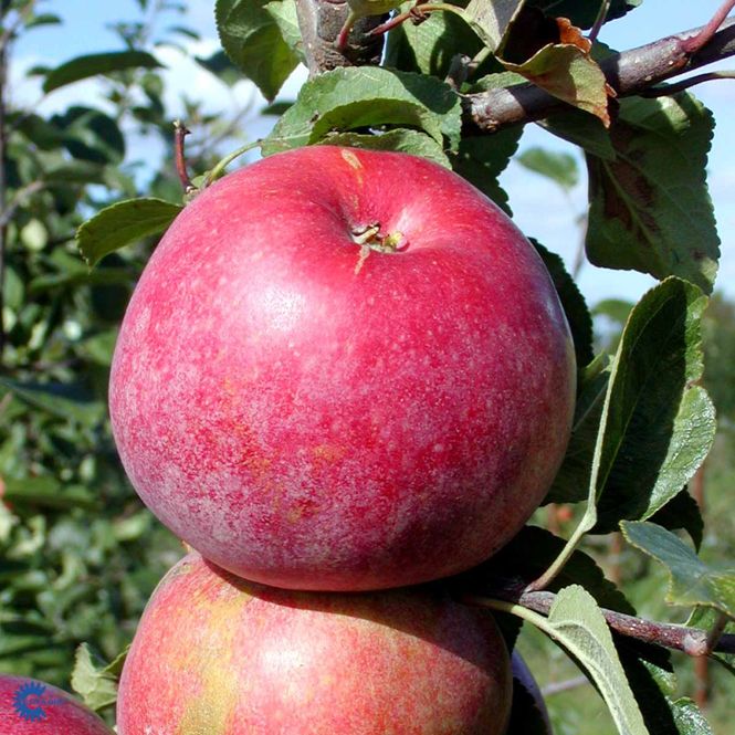 Hovedbilde MALUS DOMESTICA 'RØD AROMA'