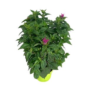 Hovedbilde Hestemynte - Monarda cultorum Bee-Merry