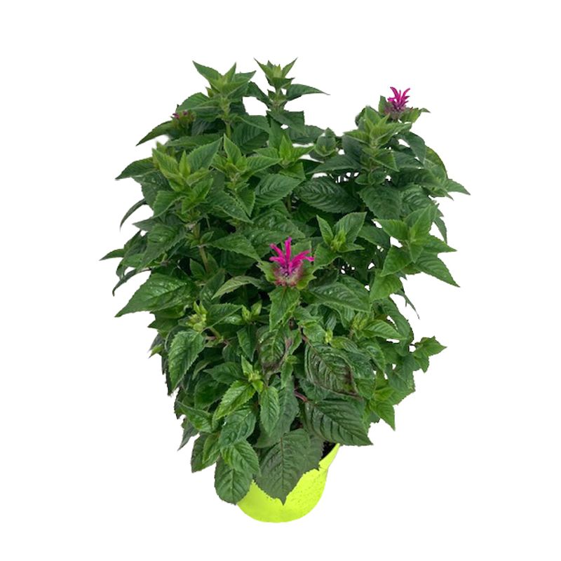 Hestemynte - Monarda cultorum Bee-Merry