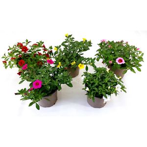 Hovedbilde Millionbells - Calibrachoa Aloha Kona Mix - ...