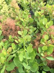 Hovedbilde Parykkbusk Young Lady C5