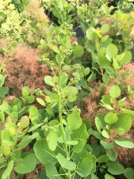 Parykkbusk Young Lady C5