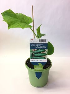 Hovedbilde Agurk - CUCUMIS SATIVUS/AGURK  - 161649