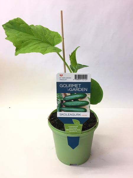 Agurk - CUCUMIS SATIVUS/AGURK  - 161649