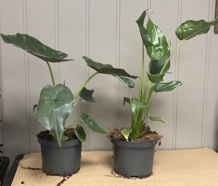 Alocasia 2 sorter