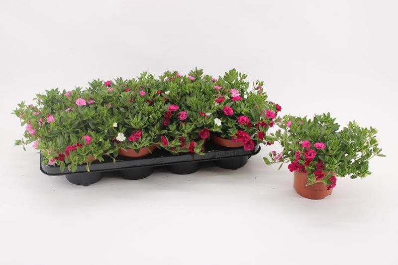 Millionbells - Calibrachoa MyGirly  - 162709