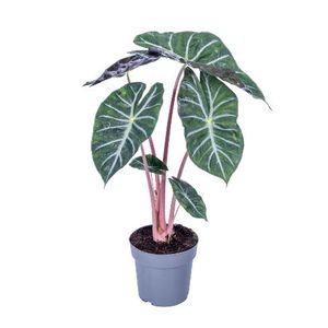 Hovedbilde Elefant&oslash;re - Alocasia Pink Dragon  - 165583