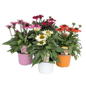 Hovedbilde R&oslash;d Solhatt - Echinacea purpurea SunMagic Mix, BE