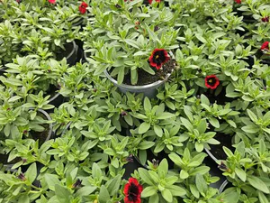 Hovedbilde Millionbells - CALIBRACHOA MILLION BELLS Red ...