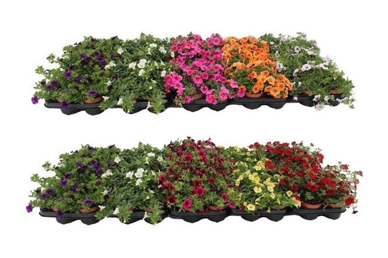 Millionbells - Calibrachoa mix  - 162709
