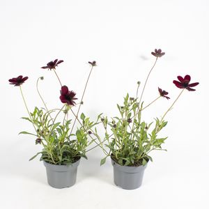 Hovedbilde Cosmos atrosanguineus Chocolate  - 162708