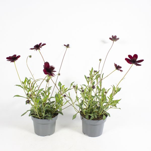 Cosmos atrosanguineus Chocolate  - 162708